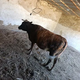 Sygyr bogaz