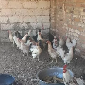 dogotan tovuk