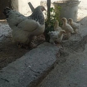brama