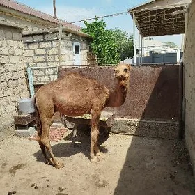 Ogşyk