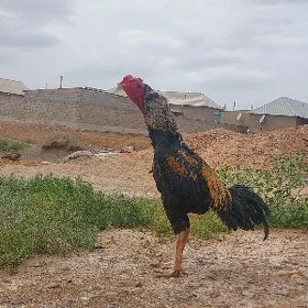 RTaşkent