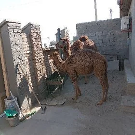 Köşekli Dünya