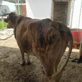 Sygyr
