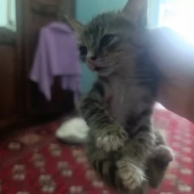 pişijekler