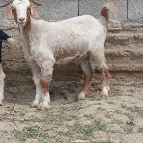 erkec geci bicilen