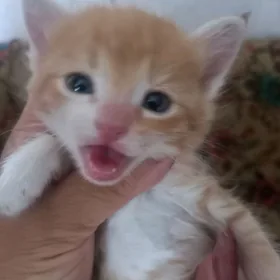 котята