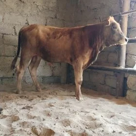 Arassa şwes öküz