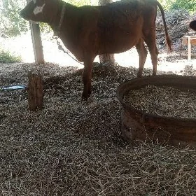 unajyn okizce