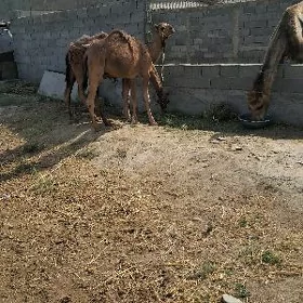 ogşuk