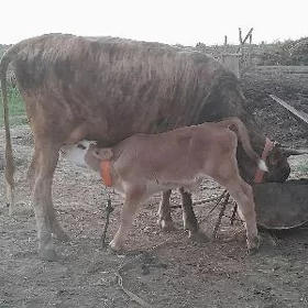goleli sygyr iki sany