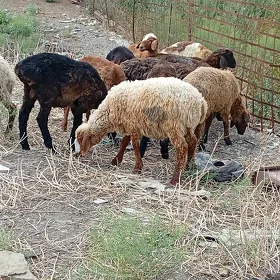 toklular