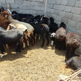 geçi