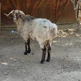 Goç
