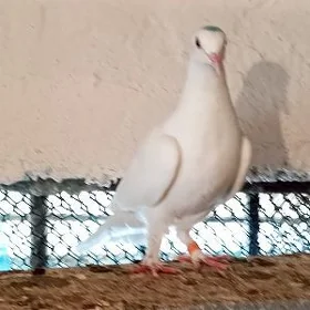 kepderi
