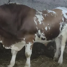 Galsteyin simmental Howr okuz