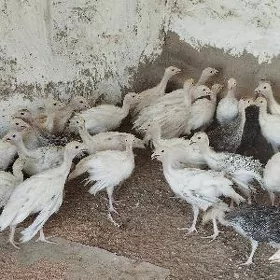 induk juyje