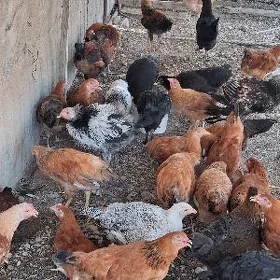 6 aylyk jujeler