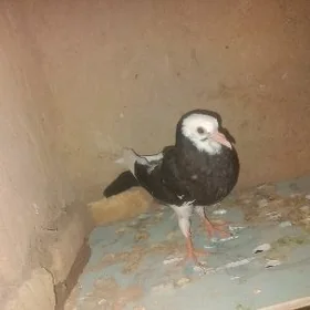 kepderi