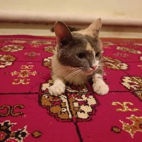 poncik