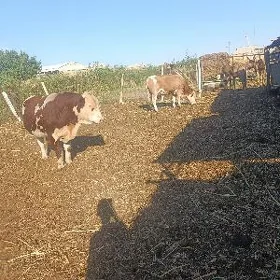 smental okuz gulojun