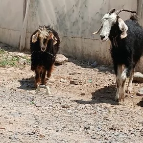 Owlakly geçi