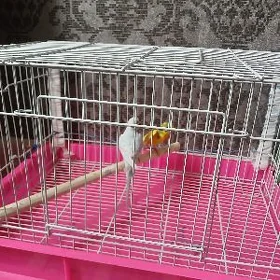 pupugaý guş