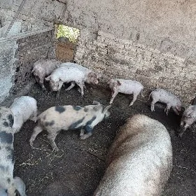2 aylyk jojuk