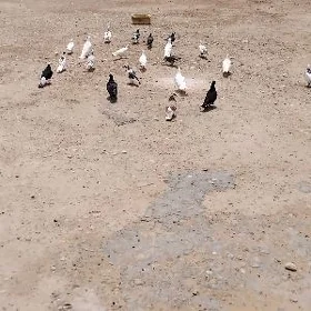 kepderi