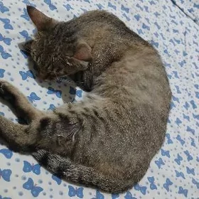 pişik кошка