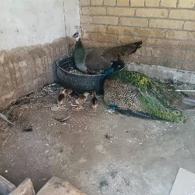 Tawus jüýje