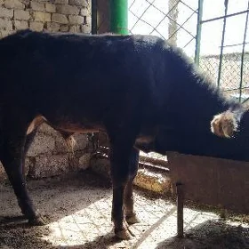 şwes tohum oküz araassa