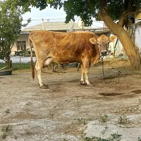 Goleli sygir