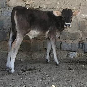 ŞWES OKŪZ TOHUM ARASSA