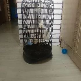 Клетка большая