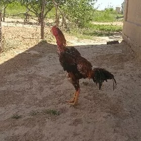 PaRoDa HoRaZ