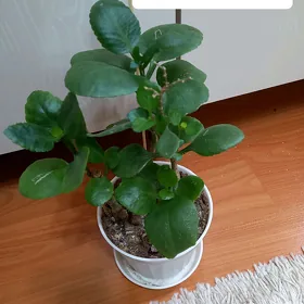 Цветы
