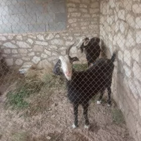 geçi