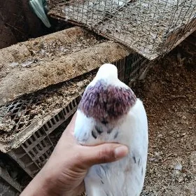 kepderi