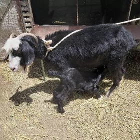 Owlakly geçi