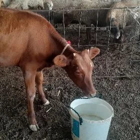 tuwe