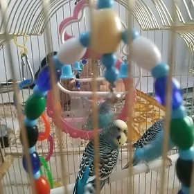 gus