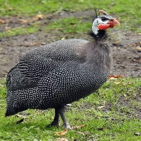 SISARKA