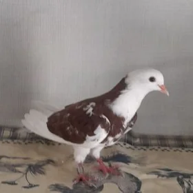 kepderi kepderi