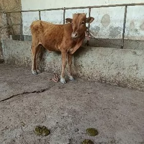 Őkuz
