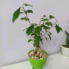 ФИКУС БОНСАЙ