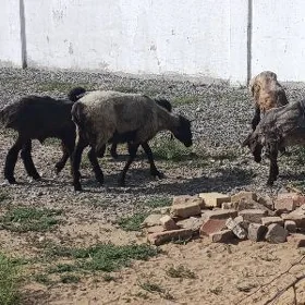 GOÝUN