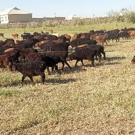 kisar tokgullar bu