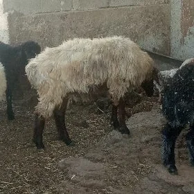 erkek işek