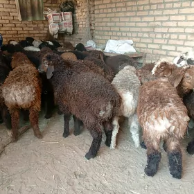 tokly gissar
