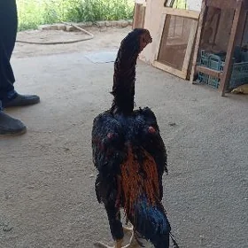 baysow